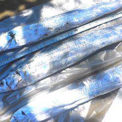 石津浜　４日連荘絶好調